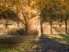 Sunshine slanting through trees at the Crematorium