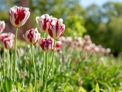 Tulips at the Crematorium