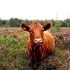 Cattle Grazing